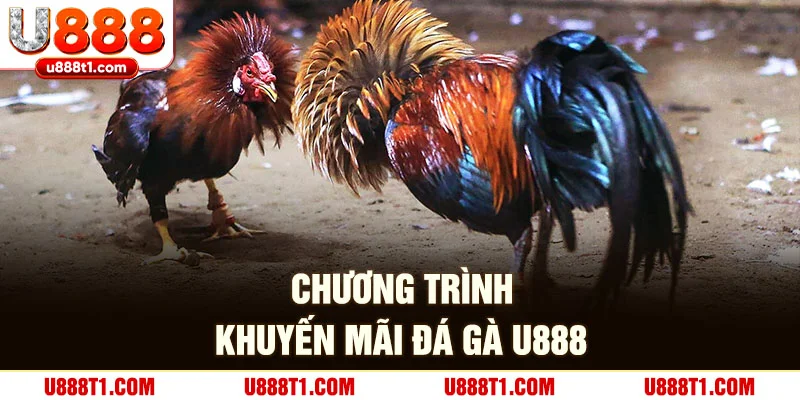 Vô vàn chương trình khuyến mãi tại đá gà U888