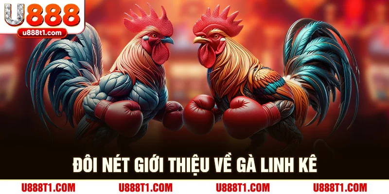 Đôi nét giới thiệu về gà linh kê