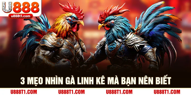 3 mẹo nhìn gà linh kê mà bạn nên biết