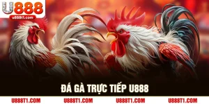 Đá Gà Trực Tiếp U888 – Sân Chơi Hấp Dẫn Đầy Kịch Tính