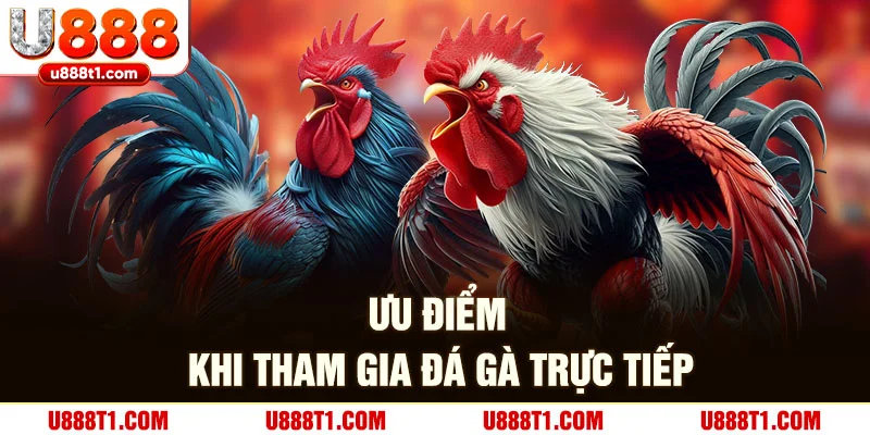 Ưu điểm khi tham gia đá gà trực tiếp U888
