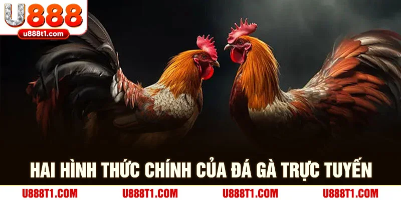 Hai hình thức chính của đá gà trực tuyến